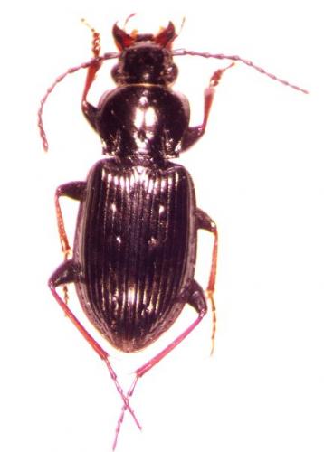 Pterostichus oblongopunctatus